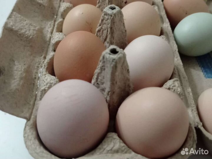 Домашние куриные яйца, мясо гуся