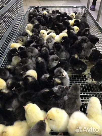 Инкубационные яйца кур, гусей, цыплята, гусята