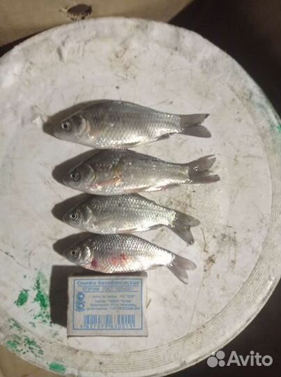 Живец карась