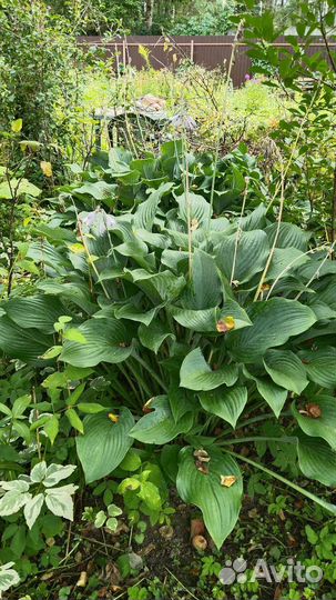 Хоста растение