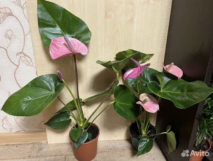 Антуриум зизу, лили, ягуар грин, аляска