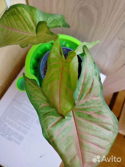 Комнатные цветы (сингониумы)