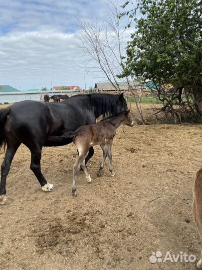 Лошадь с жеребенком