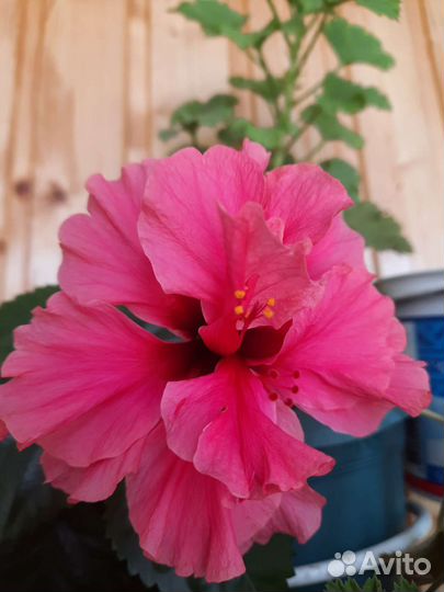 Гибискусы,пеларгонии,ирис африканский