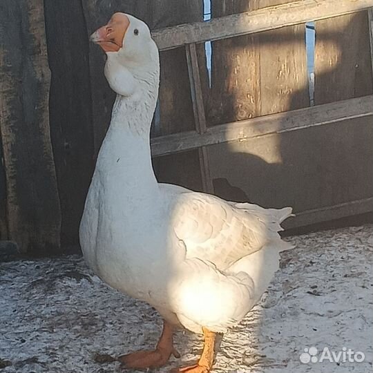 Гусак холмогор, молодой на племя