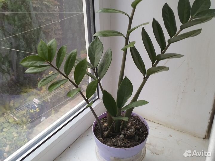 Замиокулькас на подарок