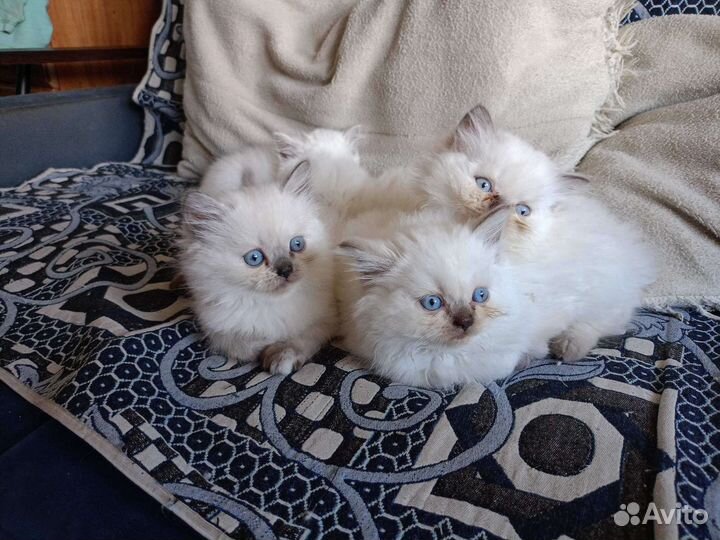 Шотландский котята