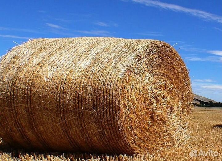 Продам сено в рулонах