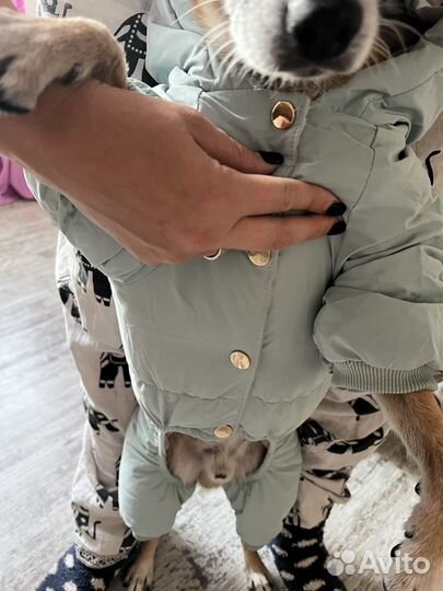 Одежда для собак