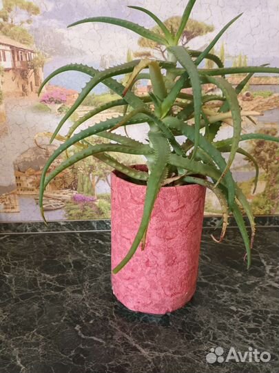 Комнатные цветы Алое
