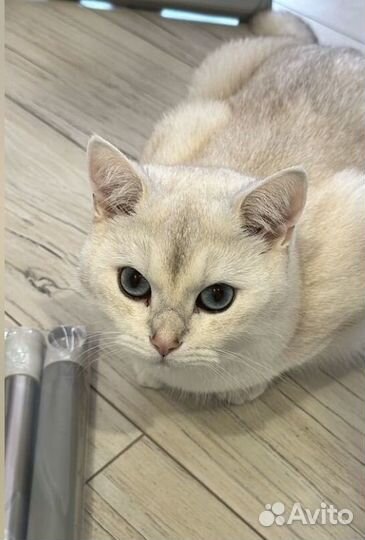 Кот в добрые руки