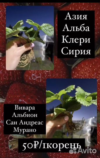 Рассада клубники зкс