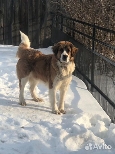 Щенки московской сторожевой