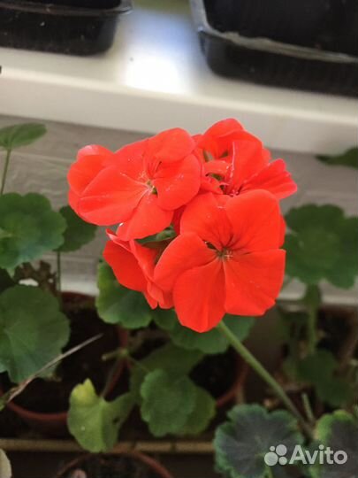 Комнатные цветы герань