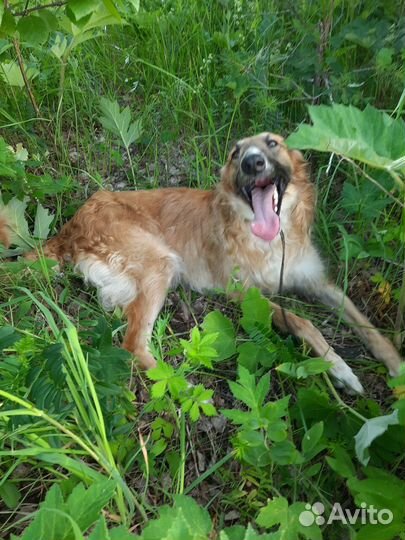 Собака борзая