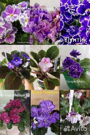 Фиалки сортовые