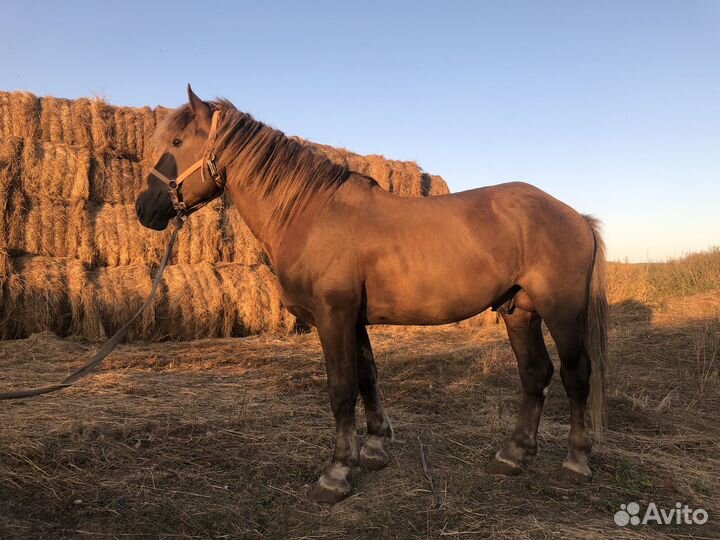 Лошади тяжи, полутяжи