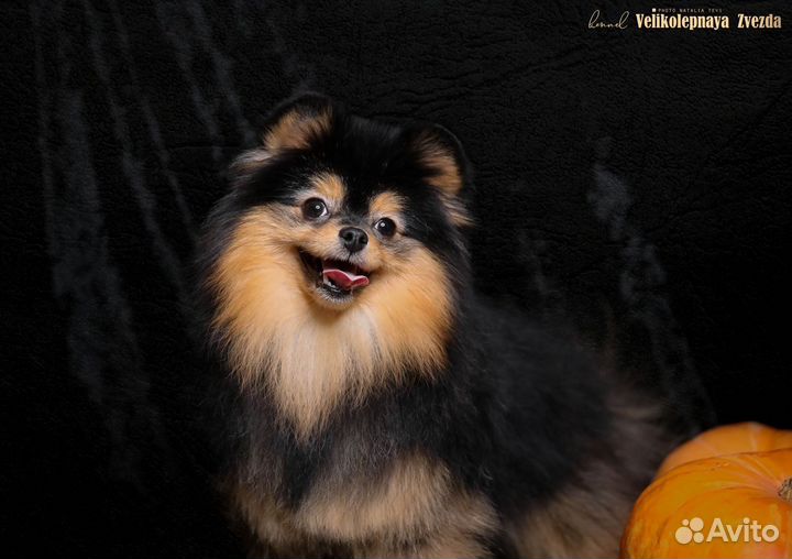 Померанский шпиц