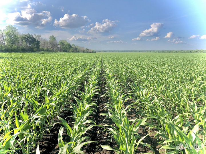 Уборка подсолнечника Услуги с/х работ сев