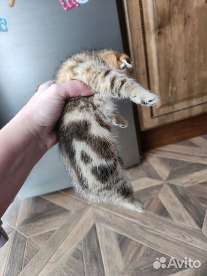 Шотландские котята