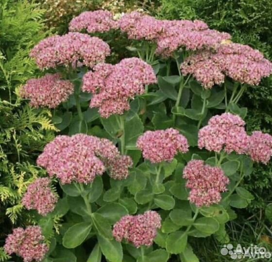 Очиток видный