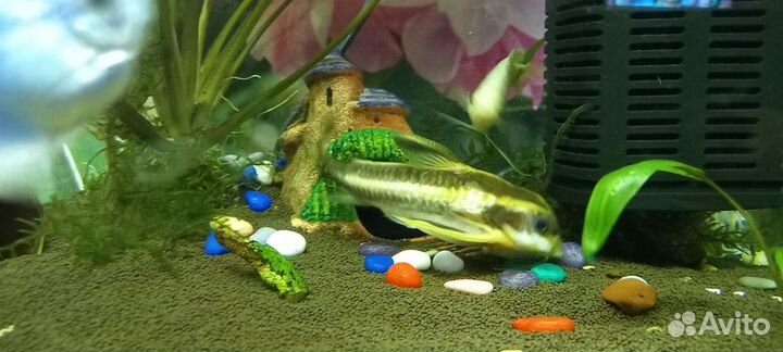 Сом платидорас