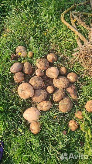 Продам картофель