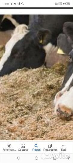 Жом свекловичный до 5,5 тонны