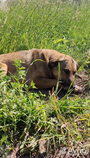 Пëс (прочитайте )