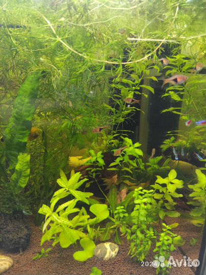 Лимнобиум, наяс, пистия. Коряга, грот-трубка