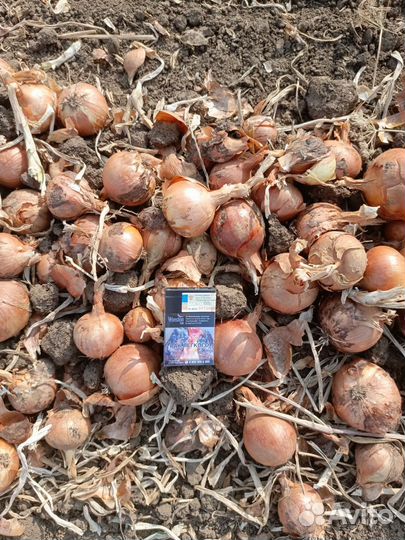 Лук оптом