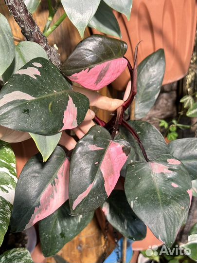 Филодендрон розовая принцесса