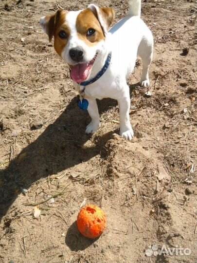 Вязка Джек Рассел терьер