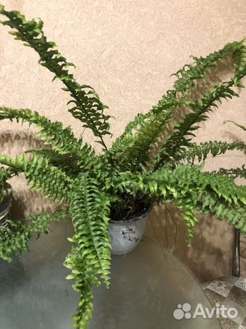 Нефролеписы- папоротники, Даваллия,Нолина