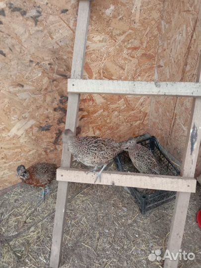 Фазан охотничий