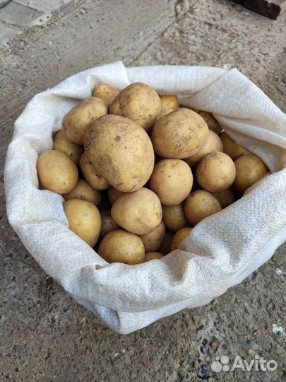 Продам картофель