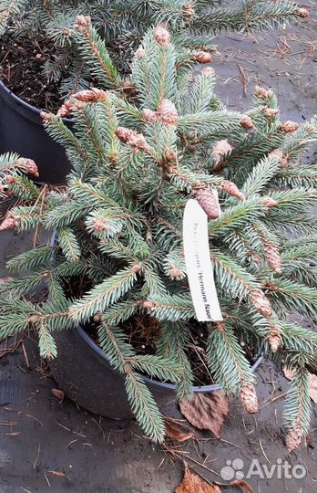 Picea pungens Hermann Naue C5/7