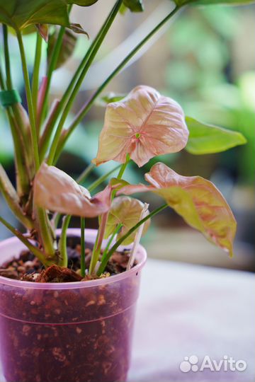 Сингониум Neon Pink