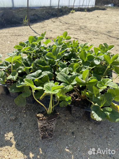 Саженцы клубники зкс