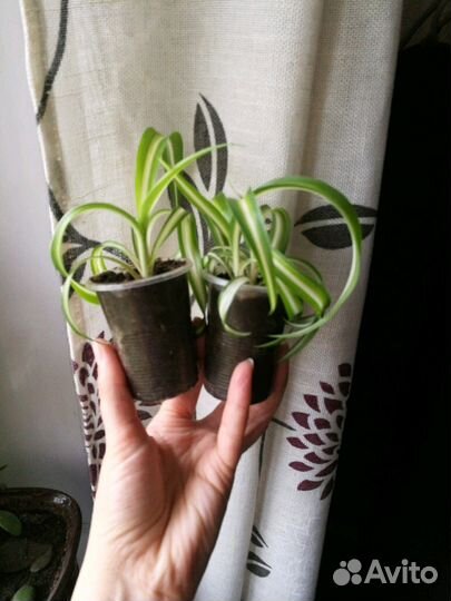 Хлорофитум кудрявый Бонни