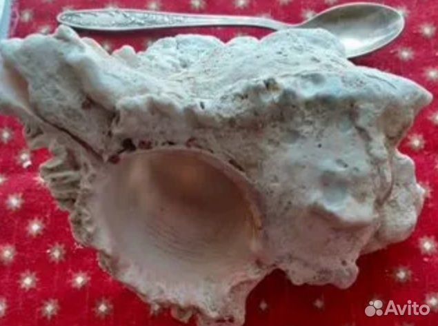 Раковины океанских моллюсков