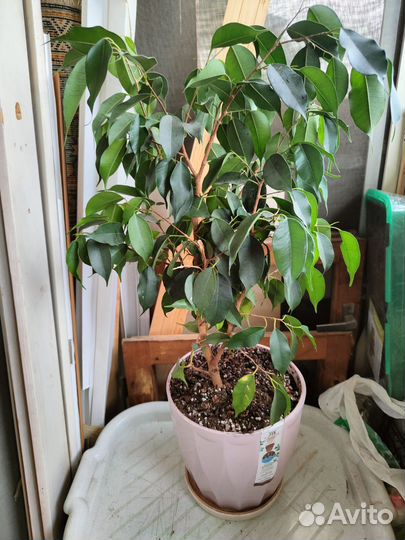 Фикус бенджамина
