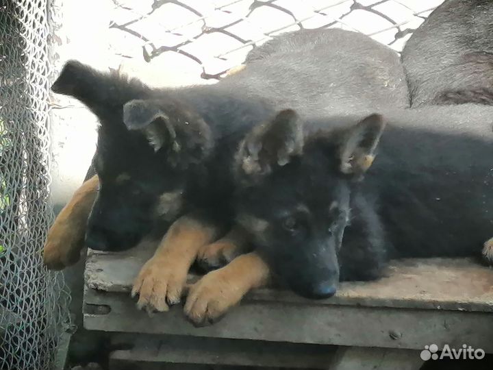 Собаки щенки немецкая овчарка