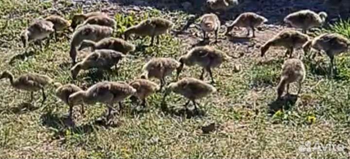 Гуси дикие. Серые