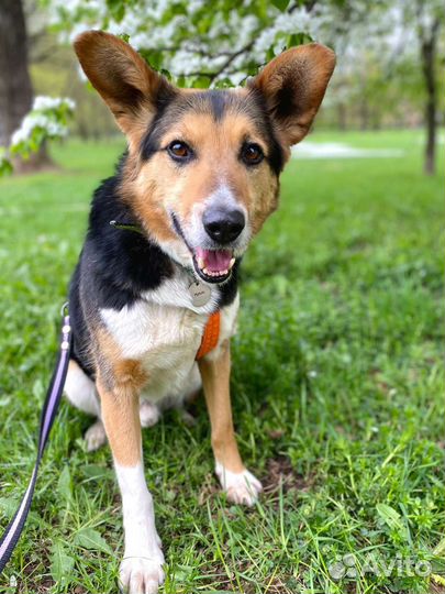 Собака в добрые руки