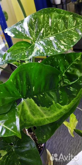 Комнатные цветы