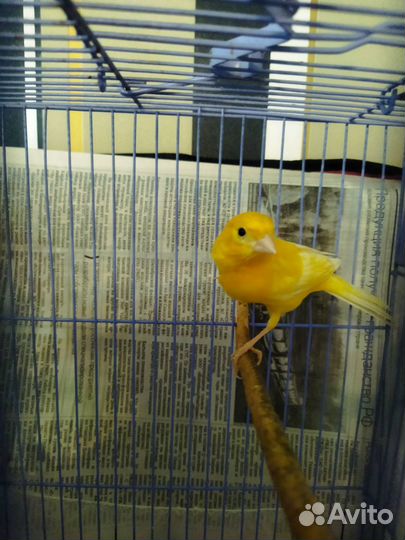 Кенор поющий