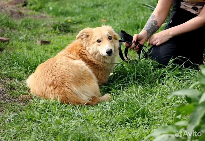 Собаки бесплатно в добрые руки