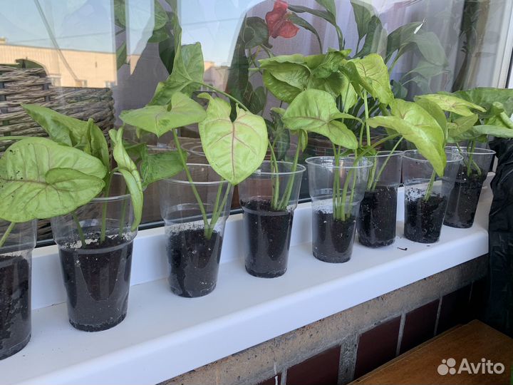 Сингониум mango allusion