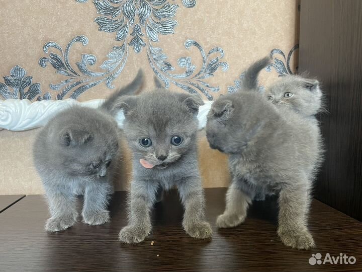 Шотландские вислоухие котята